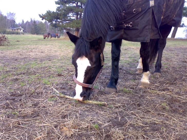 Anden særlig race Black Beauty (SOLGT) - det er min super dejlige pony som tror hun er en lille hund billede 5