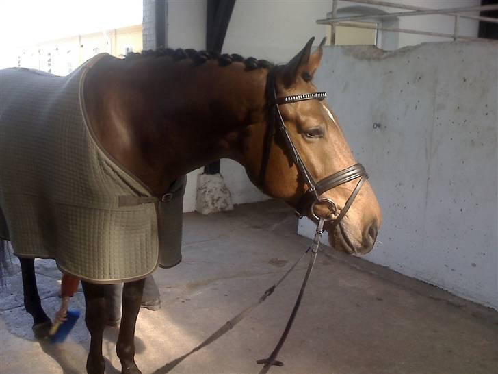 Dansk Varmblod Robin Hood billede 5