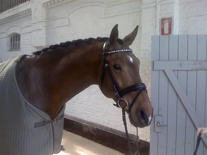 Dansk Varmblod Robin Hood billede 6