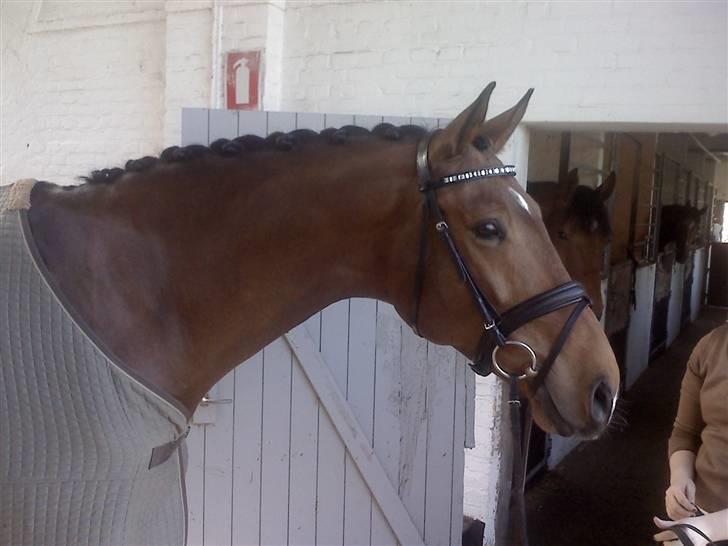 Dansk Varmblod Robin Hood billede 7