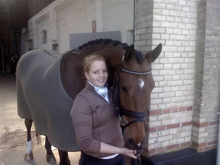 Dansk Varmblod Robin Hood billede 8