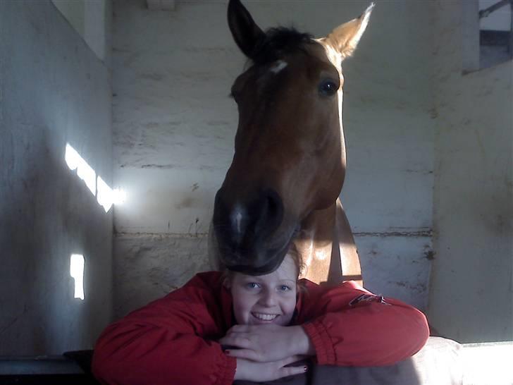 Dansk Varmblod Robin Hood billede 9