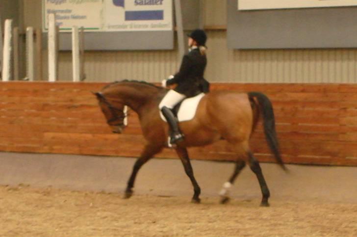 Dansk Varmblod Robin Hood - Klubmesterskab 2008 billede 10