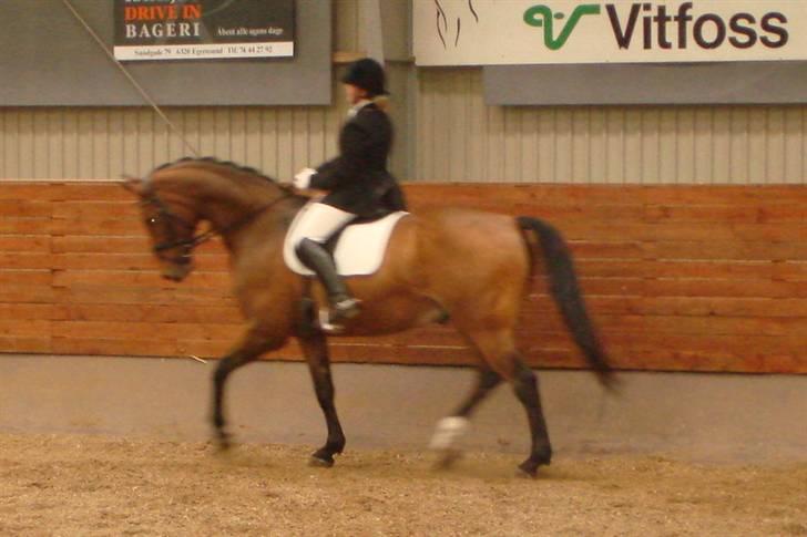 Dansk Varmblod Robin Hood - Klubmesterskab 2008 billede 11