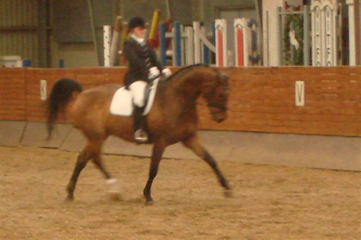 Dansk Varmblod Robin Hood - Klubmesterskab 2008 billede 12