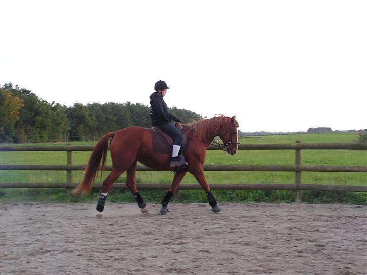 Dansk Varmblod stærebogårds ayla *SOLGT* billede 2