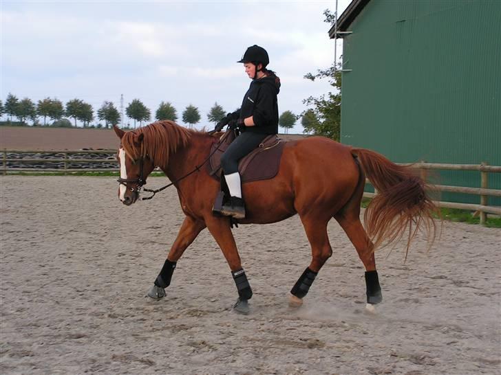 Dansk Varmblod stærebogårds ayla *SOLGT* billede 3