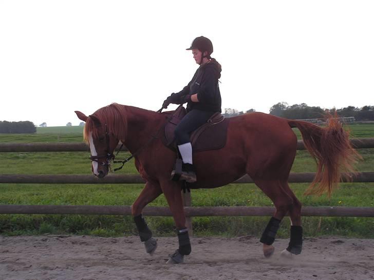 Dansk Varmblod stærebogårds ayla *SOLGT* billede 4