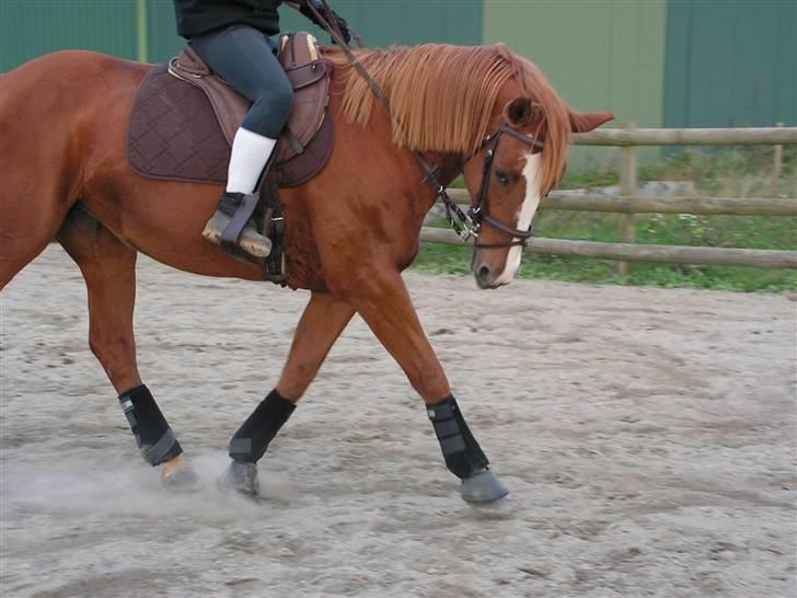 Dansk Varmblod stærebogårds ayla *SOLGT* billede 5