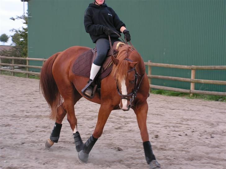 Dansk Varmblod stærebogårds ayla *SOLGT* billede 6