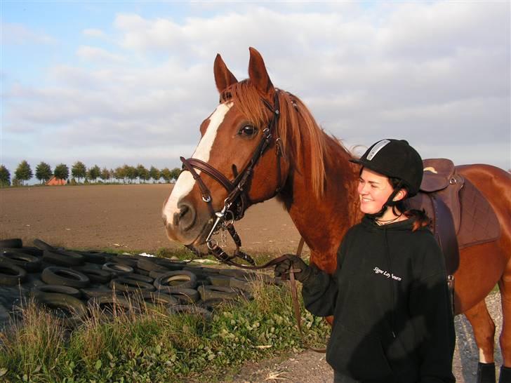 Dansk Varmblod stærebogårds ayla *SOLGT* billede 7
