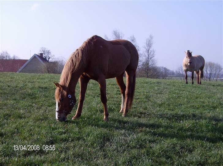 Dansk Varmblod stærebogårds ayla *SOLGT* billede 8