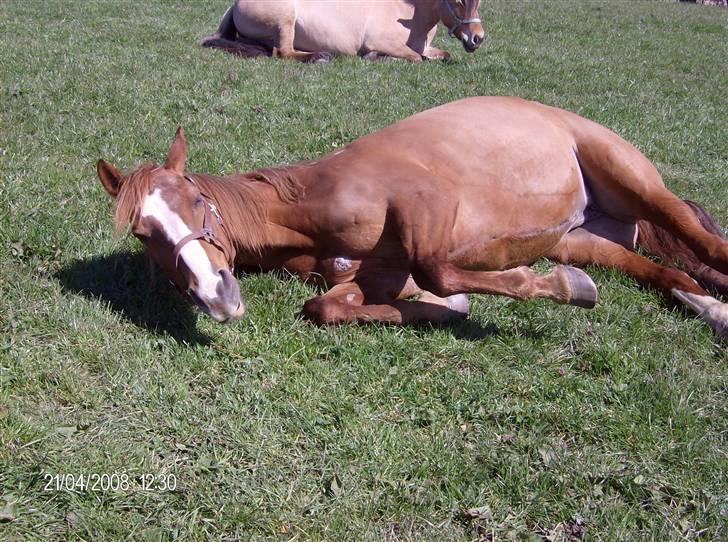 Dansk Varmblod stærebogårds ayla *SOLGT* billede 9