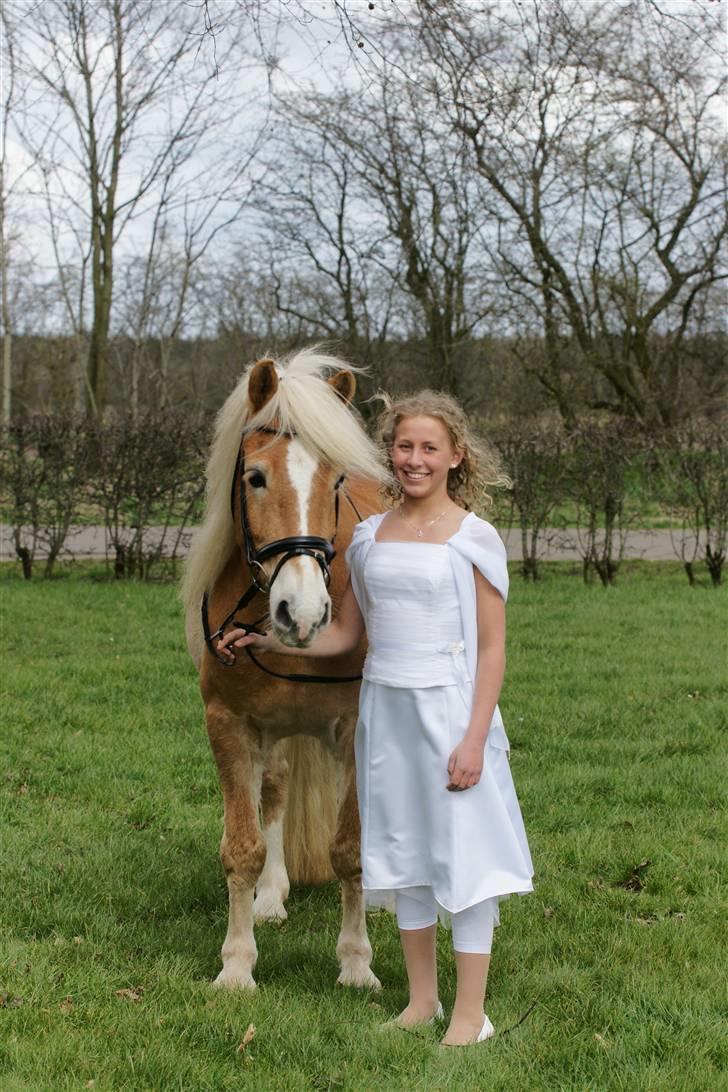 Tyroler Haflinger Story - Min konfirmation Marts 2008. Foto: Brian Kire (Billedet er taget en uge efter konfirmationen) billede 6