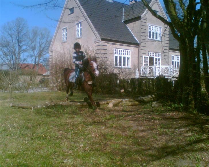 Welsh Mountain (sec A) Petra´s Dienie (Daisy) - Spring på den store bane   ;D billede 6