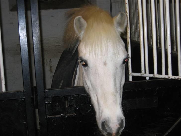 Welsh Mountain (sec A) Galantus *gl. passer* billede 16