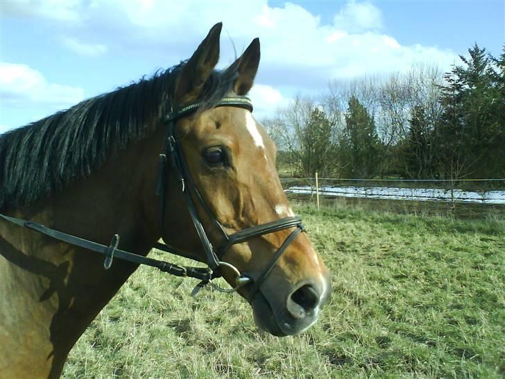 Anden særlig race Delight - 20 hov! hvad er det? billede 10