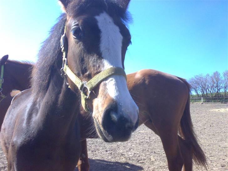 Dansk Varmblod Bridini - velkommen til Bridinis profil<3 billede 1