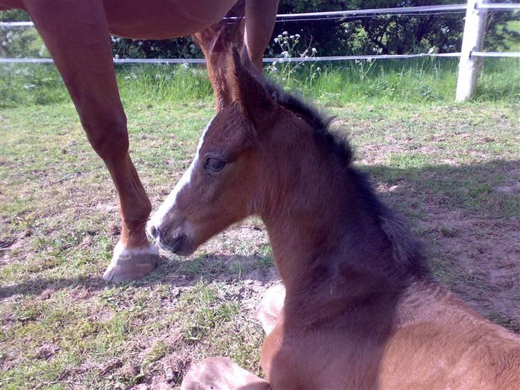 Dansk Varmblod Bridini billede 2