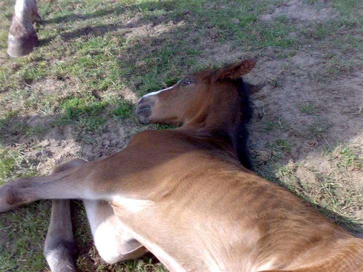 Dansk Varmblod Bridini - arh... hende føste dag<3 glemmer det aldrig billede 3