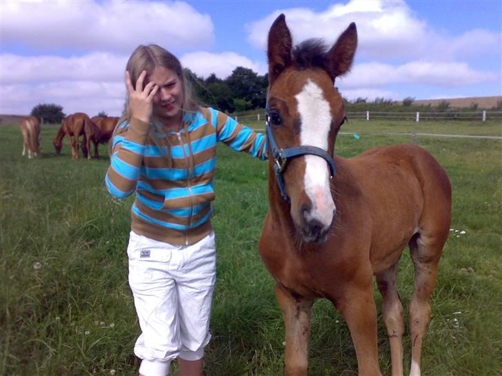 Dansk Varmblod Bridini billede 4