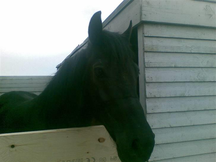 Anden særlig race Black Shadow - Solgt - black i nye omgivelser. billede 17