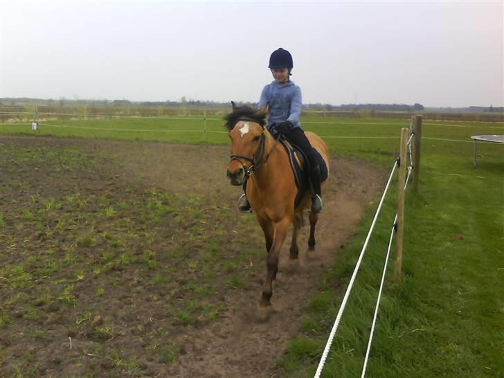 Anden særlig race Bonnie  billede 1