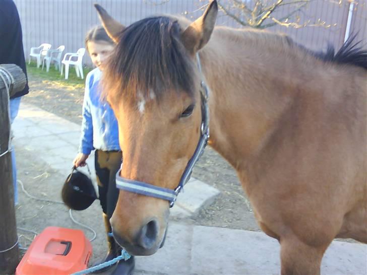 Anden særlig race Bonnie  billede 3