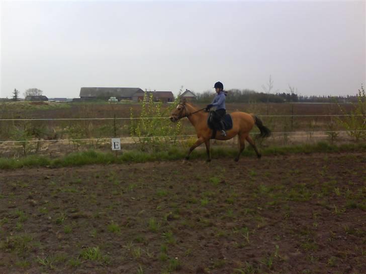 Anden særlig race Bonnie  billede 4