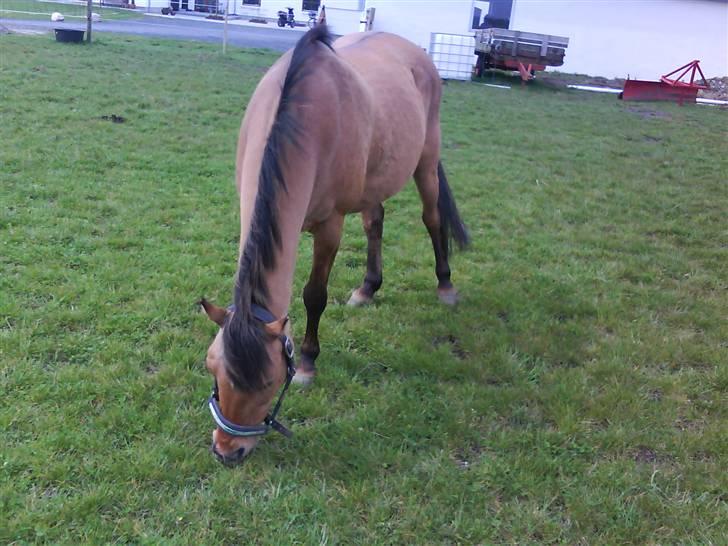 Anden særlig race Bonnie  billede 6