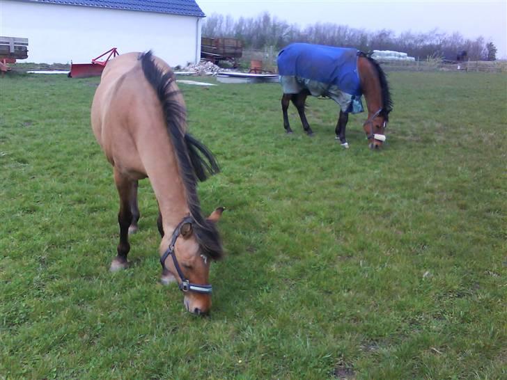 Anden særlig race Bonnie  billede 7