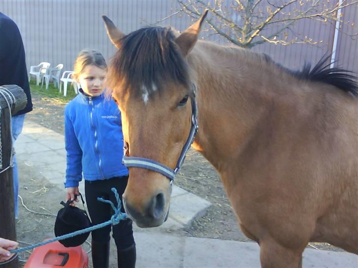 Anden særlig race Bonnie  billede 8