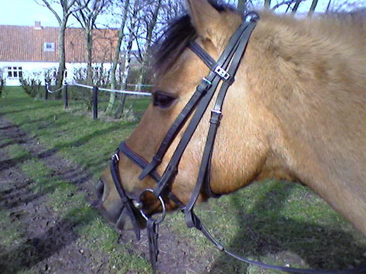 Anden særlig race Bonnie  billede 9