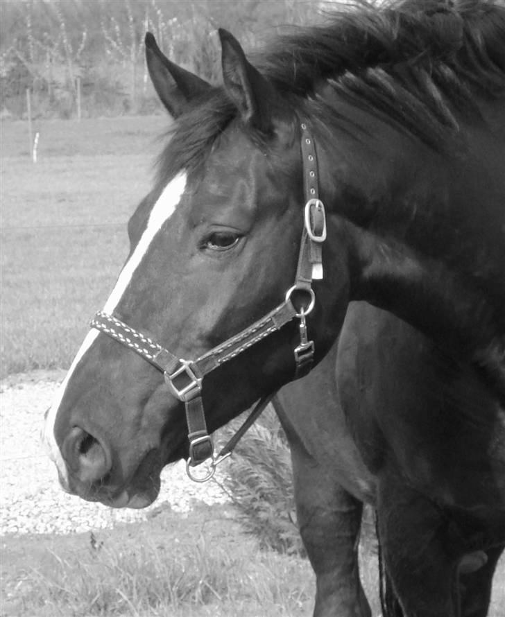 Dansk Varmblod Flying Magic **RIP** billede 20