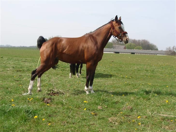 Westfaler Lilliefee R.I.P billede 11