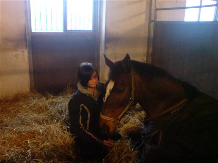 Dansk Varmblod Jasmin Ask - i boksen <3 billede 15