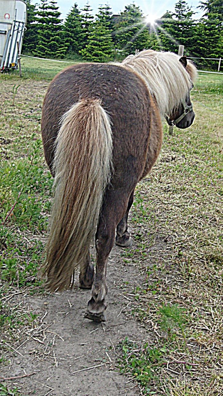Shetlænder Dismo *R.I.P* - Dismo:-) .. foto: mathilde Simonsen billede 16