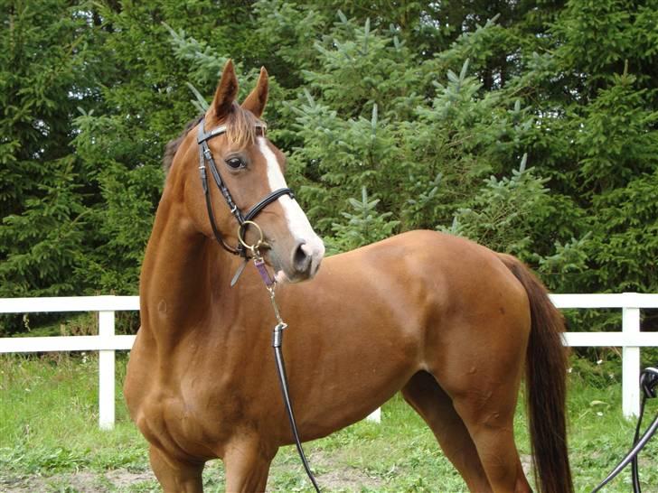 Anden særlig race Donna Shakira- SOLGT.. billede 1