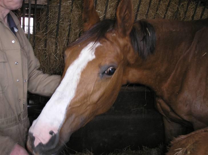 Anden særlig race Donna Shakira- SOLGT.. - Første gang vi så Shaki i Bækmarksbro billede 2
