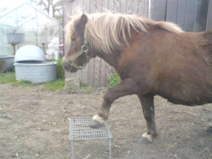 Shetlænder Dismo *R.I.P* - Dismo:-) .. foto: mathilde Simonsen billede 17