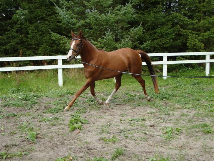 Anden særlig race Donna Shakira- SOLGT.. - Shaki i longen 2009 billede 3