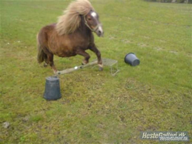 Shetlænder Dismo *R.I.P* - Dismo:-) .. foto: mathilde Simonsen billede 18