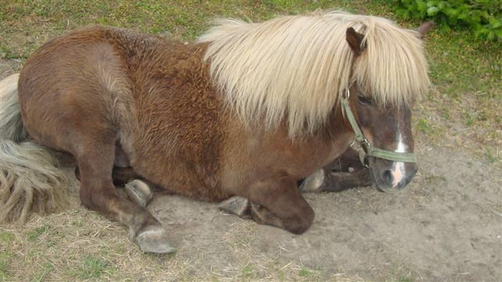 Shetlænder Dismo *R.I.P* - Dismo:-) .. foto: mathilde Simonsen billede 19