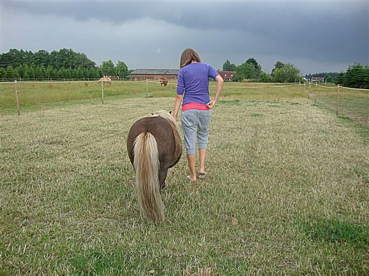 Shetlænder Dismo *R.I.P* - Dismo:-) .. foto: lea hartmann hansen billede 20