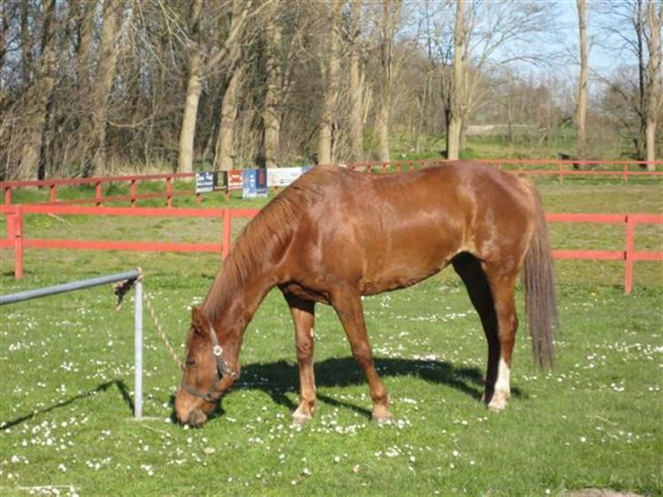 Anden særlig race Cassiopia (rider ikk mer) billede 18