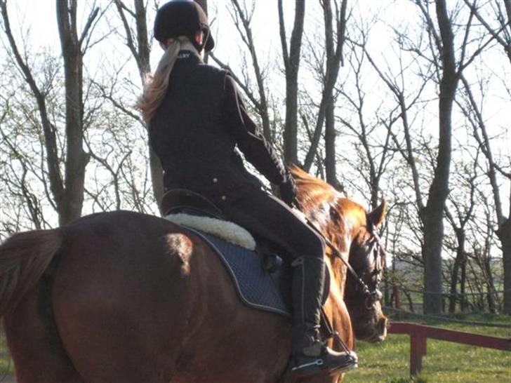 Anden særlig race Cassiopia (rider ikk mer) billede 19