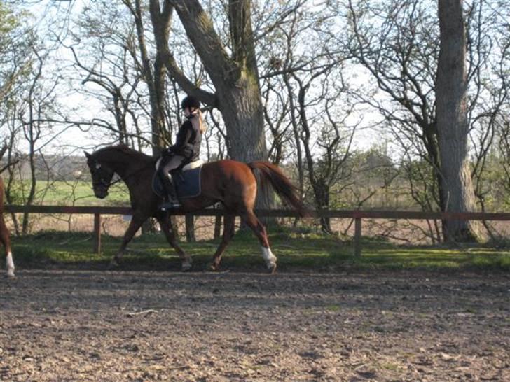 Anden særlig race Cassiopia (rider ikk mer) billede 20