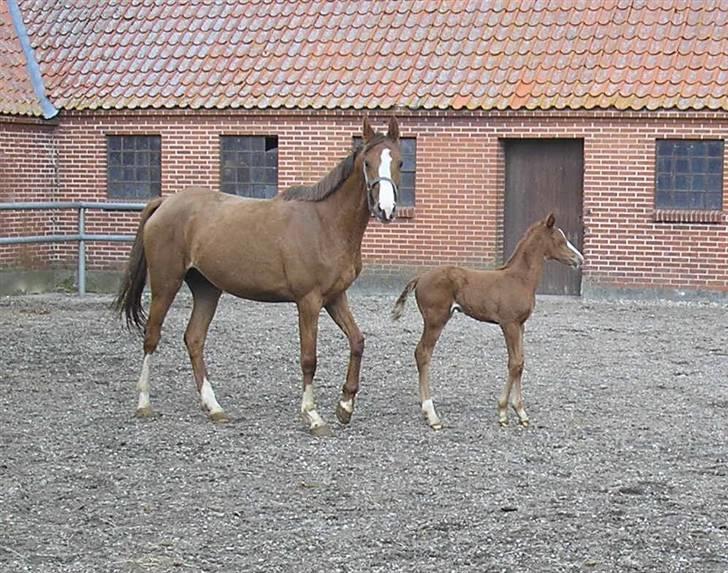 Anden særlig race Donna Shakira- SOLGT.. billede 4