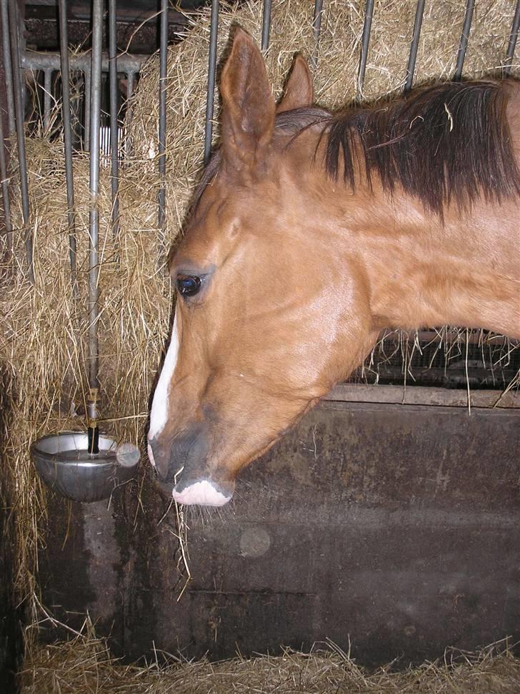 Anden særlig race Donna Shakira- SOLGT.. billede 5