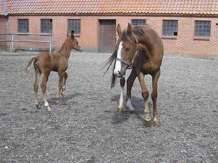 Anden særlig race Donna Shakira- SOLGT.. billede 6